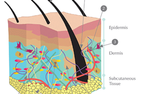 Understanding Your Skin Symetrie Aesthetic Clinic Stourbridge