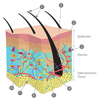 Understanding Your Skin Symetrie Aesthetic Clinic Stourbridge